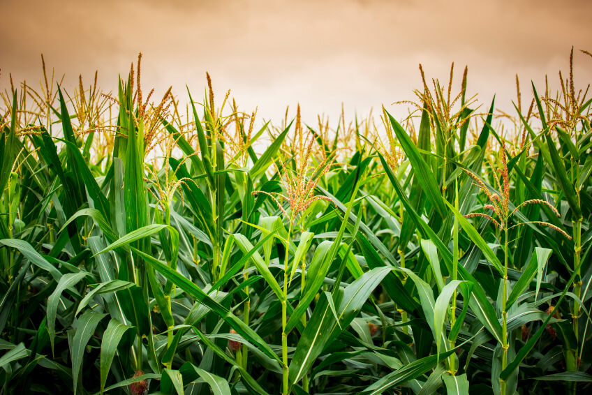 并购要闻：加拿大Deveron无人系统公司收购数字农业供应商Atlas Team