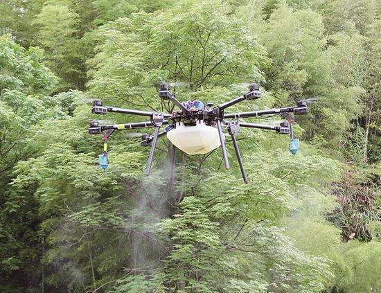 枧头镇：古树群遭虫侵袭 无人机高效灭虫