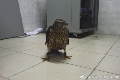 吴川这两人竟用无人机猎捕野生动物，结果... 