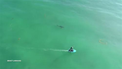 美国男子海边放飞无人机拍到骇人一幕：大白鲨尾随冲浪者