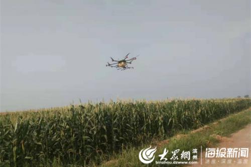 无棣县碣石山镇首次使用无人机开展玉米病虫防治工作