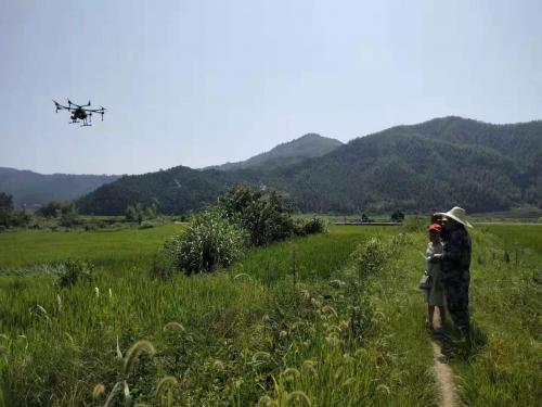 寨里镇山头村：无人机作业喷药 防治水稻病虫害