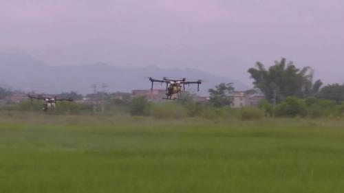 在怀集用无人机撒农药，你见过没 