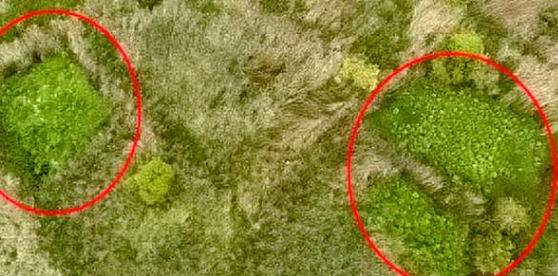 英国伦敦警方无人机发现隐藏大麻农场