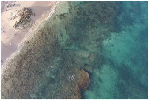 宁格罗礁健康监测——无人机搭载高光谱对珊瑚礁健康状态监测