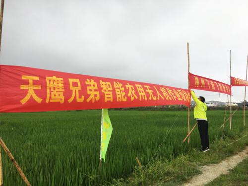 五华县：天鹰兄弟植保无人机助水稻病虫害统防统治