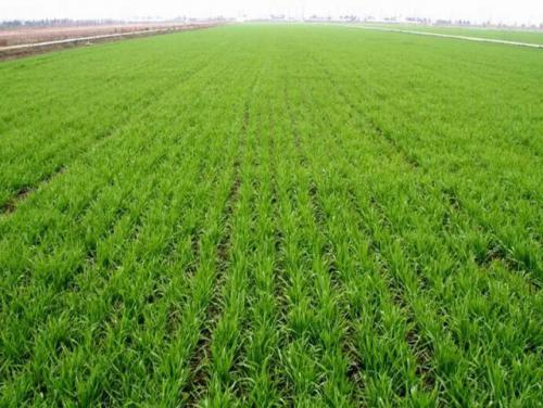 小麦播种前你不知道这几点就亏大了