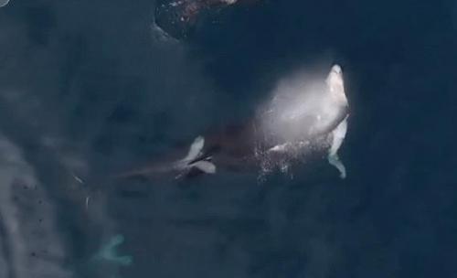 网友发现无人机抓拍罕见影像，深海虎鲸捕杀凶猛鲨鱼