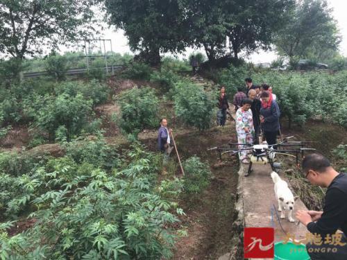 【陶家镇】无人机加力实现农药减量控害