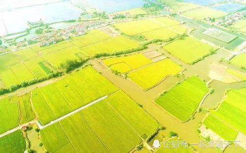 无人机航拍江苏农村，秋天的田野，金黄一片