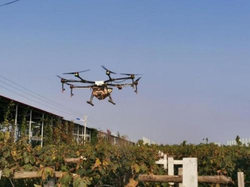 陕西杨凌：植保无人机实现“喷药不下地”