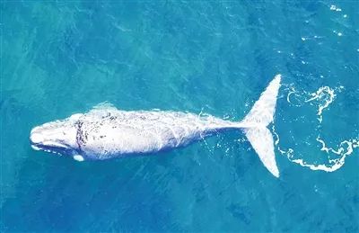 “拍”出体重 新方法用无人机给鲸鱼称重