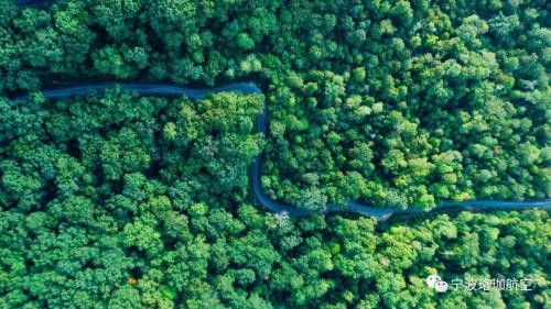 无人机应用于监测“松树癌症”
