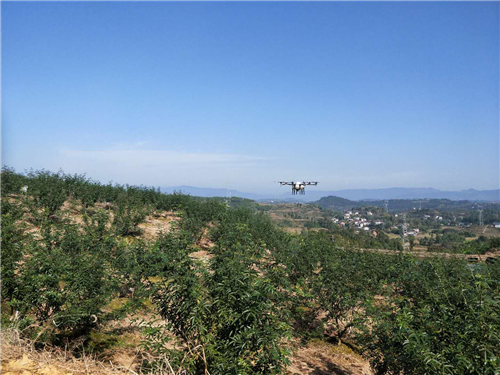 四川省达川区举办青花椒园区无人机作业观摩会 
