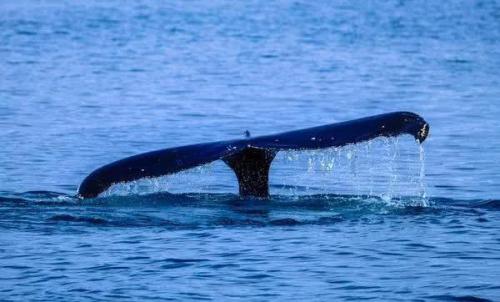 无人机加州海岸拍到好奇鲸鱼，游向冲浪客抬头喷水摆尾打招呼