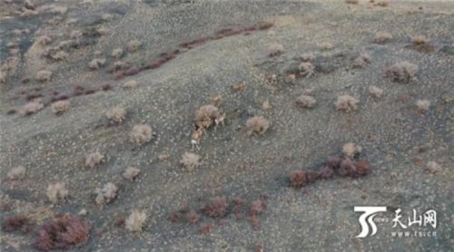 布尔津县无人机拍摄到盘羊阿尔金山亚种种群出没觅食