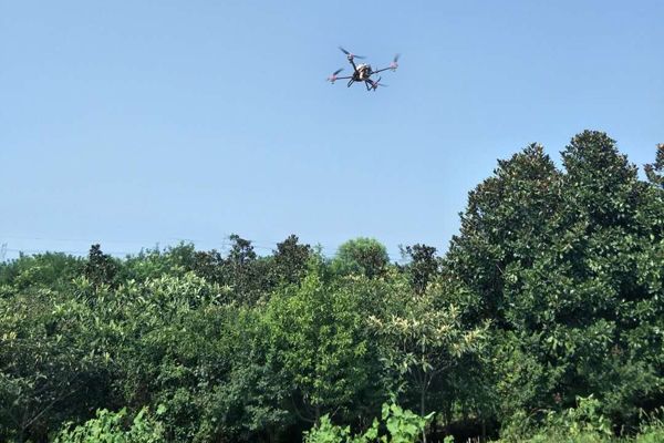 永安市首次运用无人机检查验收营造林质量