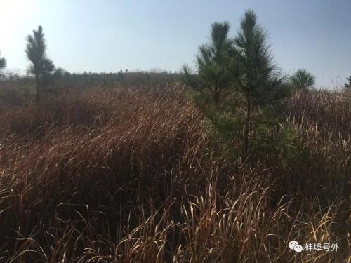 蚌埠警方采用无人机搜捕李楼乡杀人逃犯,记者专访全程跟拍