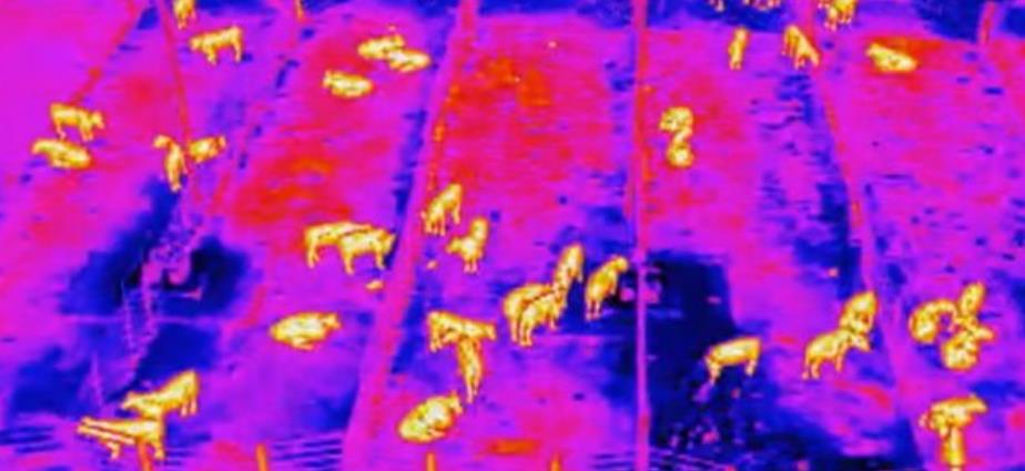 究竟那头牛的温度有毛病，这次无人机说了算！