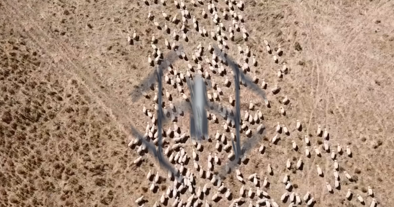 无人机牧羊，AI 养猪，这可能就是农业的未来 