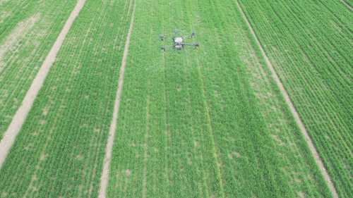 利辛县：疫情期间 植保无人机助力困难家庭小麦春管