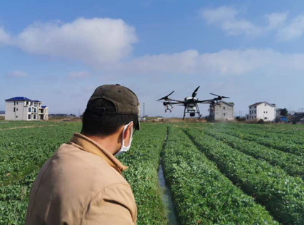 桃源出动185台无人机对35万亩油菜飞防作业