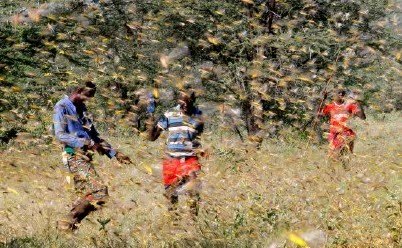 “蝗军来袭”-预估6月4000亿蝗虫将增加500倍！无人机该如何备战！