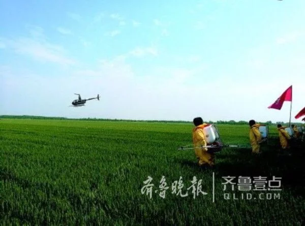 无人机喷药……济南举行农业重大病虫害应急防治演练
