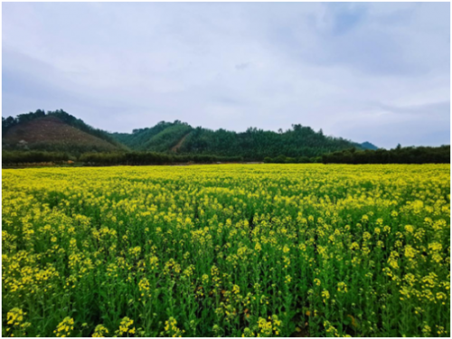 临安绍鲁农场80亩油菜花已绽放 无人机植保首次上岗
