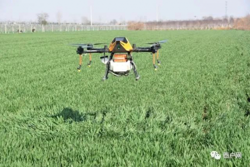 ​鄠邑区派无人机“上阵”给小麦喷洒农药 