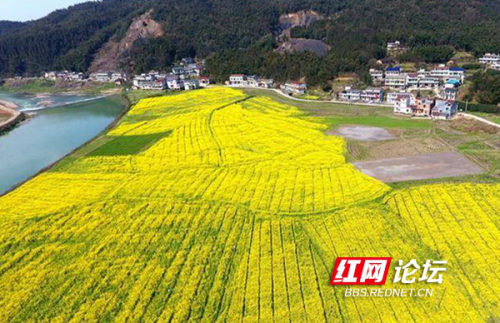 在希望的田野上丨网友用无人机赏春：益阳马迹塘镇油菜基地花开正盛 