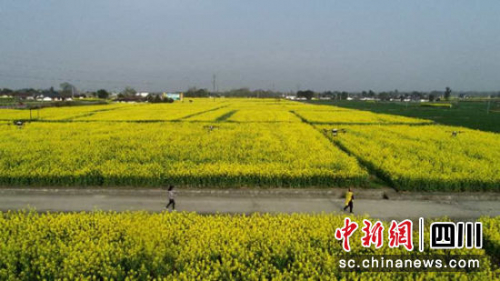 德阳绵竹无人机助力油菜菌黑病防治 让农活变轻松