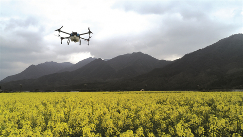 小梅镇首次使用无人机进行精准施肥