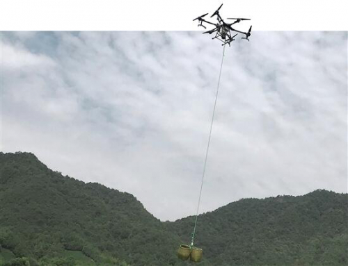 首批采茶工开始忙活 无人机运送茶青下山