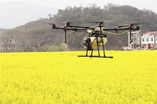 湖北阳新油菜花进入盛花期 用无人机飞防作业防聚集