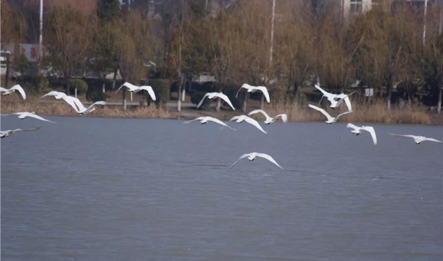 快看！柘城来了一批特殊的客人，无人机高空跟拍，太美了！