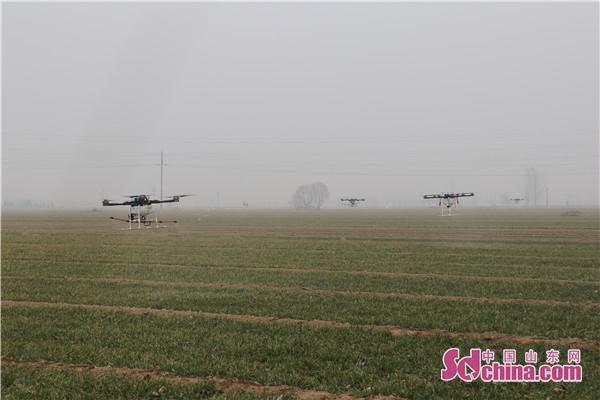 山东金乡植保无人机飞防忙 日作业量可达400亩