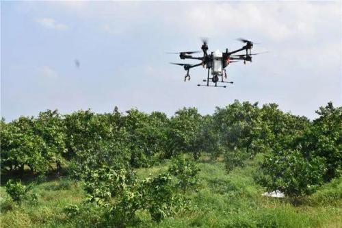 给小龙虾调水，借无人机喷药施肥，湖北“无疫情村”春耕忙