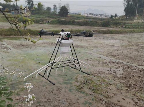 四川达州市达川区开展水稻无人机直播作业试验 