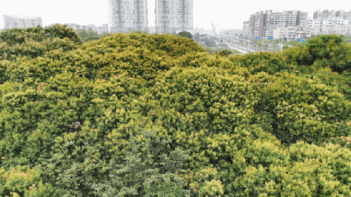 无人机带你“云”赏荔枝花海，来感受这份甜蜜的春天气息吧 