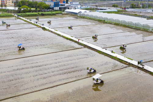 无人机播种效率高！瑞安率全省之先启动早稻插秧瑞安率全省之先启动早稻插秧