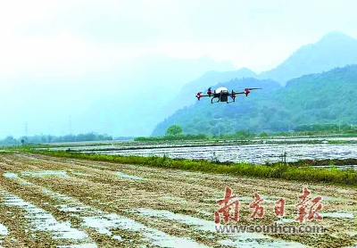 农用无人机助力春耕 一小时播种水稻30亩
