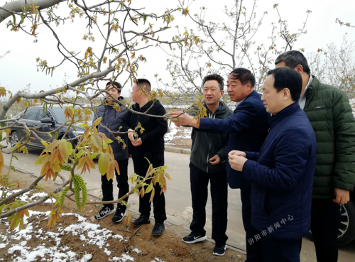 无人机喷洒防冻液，为果树穿上“防护衣”