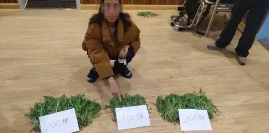 无人机升空，竟发现一小区内还有人大量种植罂粟！