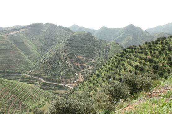 东阳用无人机为香榧人工授粉 