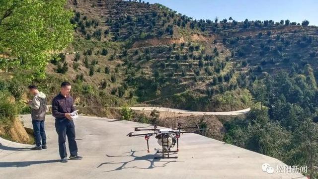 一小时喷洒100亩 松阳首次采用无人机给香榧林授粉