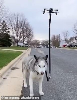 无人机遛狗！美国狗主人在疫情封锁期间解锁遛狗新姿势