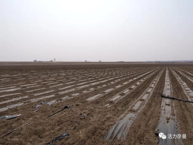 「春耕一线」无人机、直播、订单……方家营子村“田保姆”来了