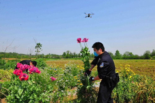 罂粟可防鸡瘟？假的！巢湖警方无人机一次查获六起非法种植罂粟案