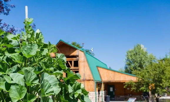 研究人员提出了将AI应用于农业和自然保护的方式